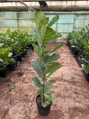 Ficus Lyrata 30cm Pot Common Name: Fiddle Leaf Fig