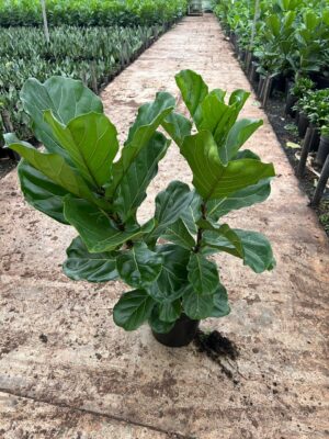 Ficus Lyrata 2pp 30cm Pot Common Name: Fiddle Leaf Fig