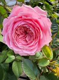 Memoire Kordana TM Miniture Rose