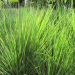 Miscanthus Capensis 2lt