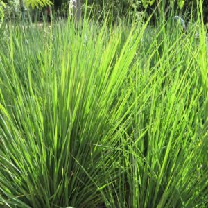 Miscanthus Capensis 2lt