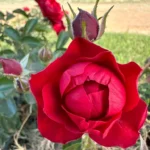 My Grandpa Rose Standard/Lollipop