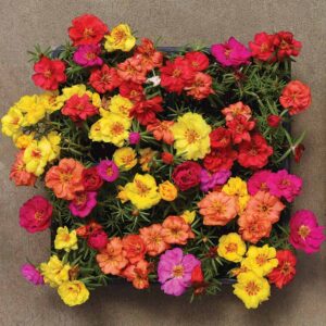 Portulaca Happy Hours 6 Pack Tray