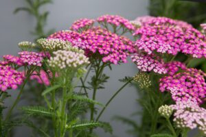 Achillea Hybrida Pretty Belinda 19cm Pot