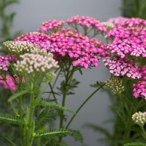 Achillea Hybrida Pretty Belinda 19cm Pot