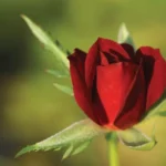 Red Figurine Rose Standard/Lollipop 50cm
