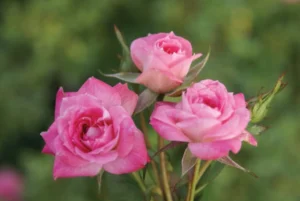 Rosmarin Miniture Rose