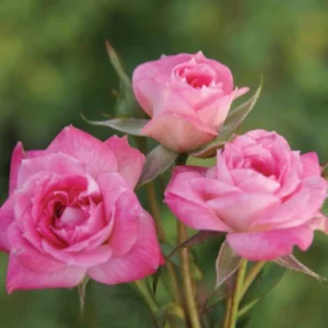 Rosmarin Miniture Rose