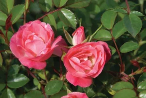 Rosy Cheeks Rose 5lt