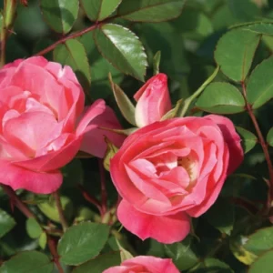 Rosy Cheeks Rose 5lt