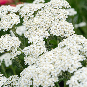 Achillea Hybrida Schneetaler 19cm Pot
