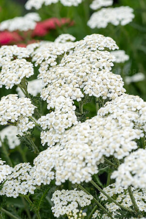 Achillea Hybrida Schneetaler 19cm Pot