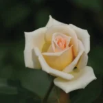 Silk Pierrine Rose Standard/Lollipop 50cm
