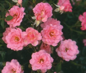 String of Pearls Miniture Rose