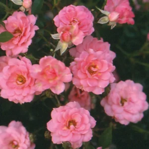 String of Pearls Miniture Rose