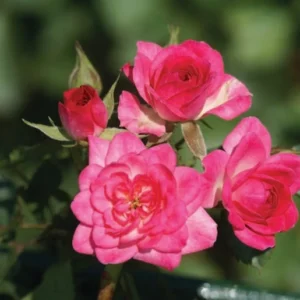 String of Rubies Miniture Rose