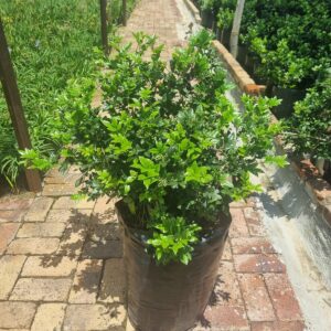 Murraya Exotica 20lt Common Name: Orange Jasmine