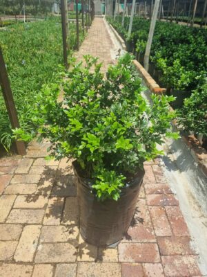 Murraya Exotica 20lt Common Name: Orange Jasmine