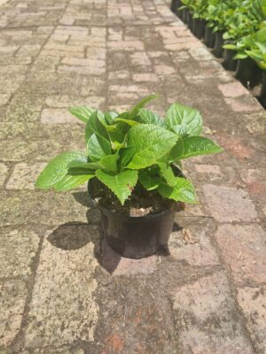 Hydrangea Macrophylla Pink 17cm Pot