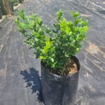 Murraya Exotica 10lt Common Name: Orange Jasmine