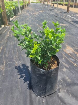 Murraya Exotica 10lt Common Name: Orange Jasmine