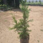 Cupressus Leylandi 10lt