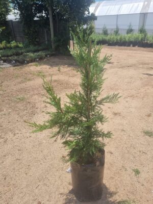 Cupressus Leylandi 10lt