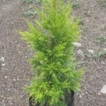 Cupressus Gold Crest 10lt
