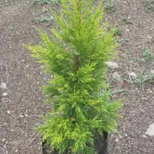 Cupressus Gold Crest 10lt Cupressus Gold Crest 10lt