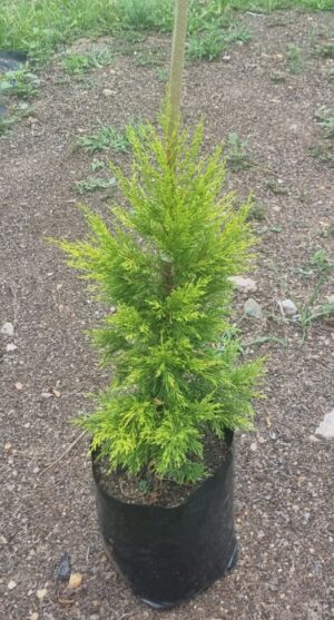 Cupressus Gold Crest 10lt