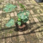 Delicious Monster 21cm Pot Delicious Monster 21cm Pot