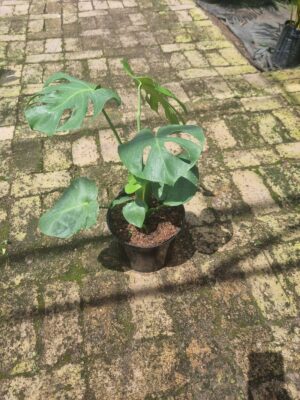 Delicious Monster 21cm Pot