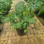 Delicious Monster 35cm Pot