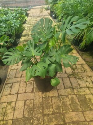 Delicious Monster 35cm Pot