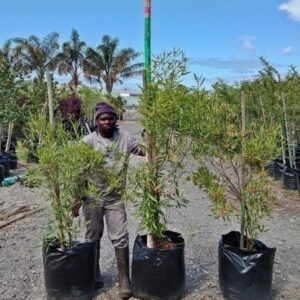 Dodonaea Angustifolia 60lt