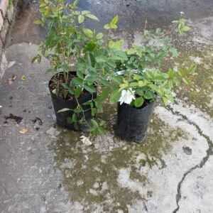 White Iceberg Rose 5lt