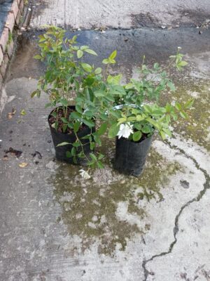 White Iceberg Rose 5lt