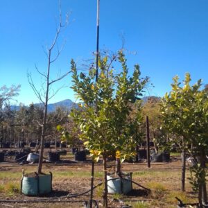 Eureka Lemon Tree 200lt Eureka Lemon Tree 200lt
