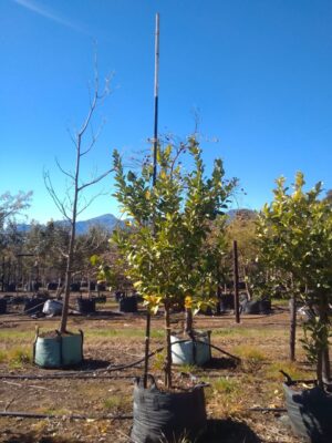 Eureka Lemon Tree 200lt Eureka Lemon Tree 200lt
