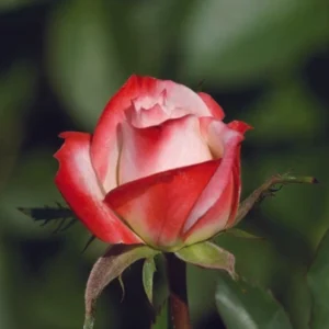 Zephelene Rose Standard/Lollipop 50cm