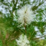 Melaleuca Alternifolia 50lt Common Name: Tea Tree, Australian Tea Tree