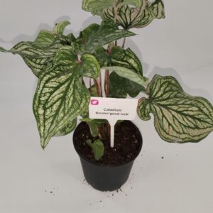 Caladium Bicolor 'Good Luck' 14cm Pot