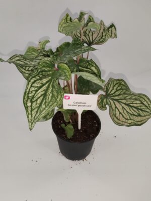 Caladium Bicolor 'Good Luck' 14cm Pot