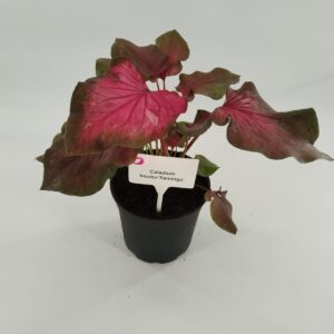 Caladium Bicolor 'Flamingo' 14cm Pot