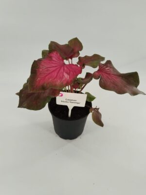 Caladium Bicolor 'Flamingo' 14cm Pot