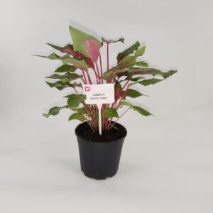 Caladium Bicolor 'Casey' 14cm Pot