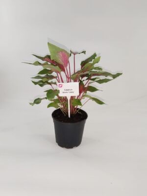 Caladium Bicolor 'Casey' 14cm Pot