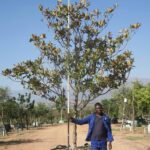 2026/03/1000128726.jpg Magnolia Grandiflora 1000lt