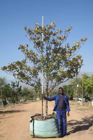 2026/03/1000128726.jpg Magnolia Grandiflora 1000lt