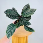 Calathea Ornata Sanderiana 14cm Pot